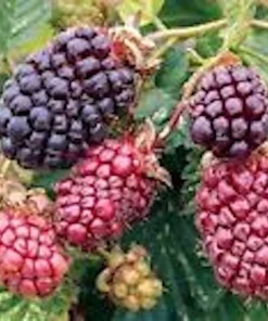 Thornless Boysenberry Live Plant - Rubus Hybrid Fruit Bush Starter - Image 1