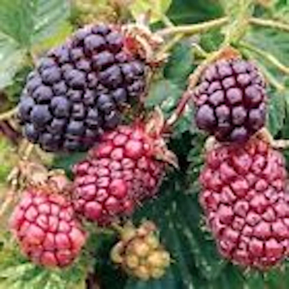 Thornless Boysenberry Live Plant - Rubus Hybrid Fruit Bush Starter - Image 1