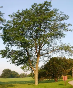 Thornless Honeylocust Tree Live Plant 12-24