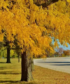 Thornless Honeylocust Tree Live Plant 12-24