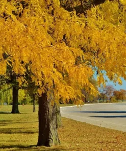 Thornless Honeylocust Tree Live Plant 12-24