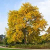 Thornless Honeylocust Tree Live Plant 12-24" Tall Gleditsia triacanthos inermis Quart Pot - Image 1