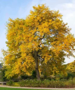 Thornless Honeylocust Tree Live Plant 12-24