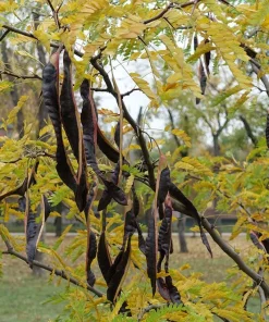 Thornless Honeylocust Tree Live Plant 12-24