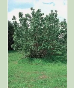 Tibetan Apricot Live Plant – Edible Fruit Tree – Self-Pollinating – Zones 5-8 - Image 3