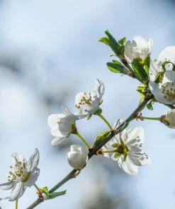 Tibetan Apricot Live Plant – Edible Fruit Tree – Self-Pollinating – Zones 5-8 - Image 4