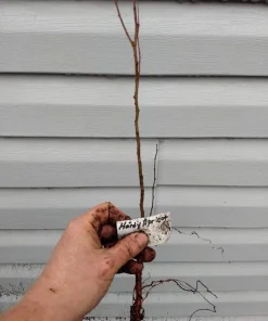 Tibetan Apricot Live Plant – Edible Fruit Tree – Self-Pollinating – Zones 5-8 - Image 5