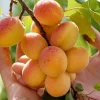 Tibetan Apricot Live Plant – Edible Fruit Tree – Self-Pollinating – Zones 5-8 - Image 1