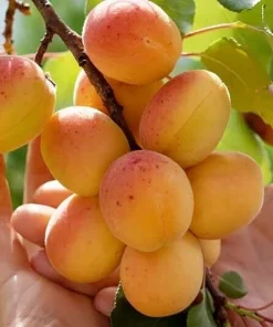 Tibetan Apricot Live Plant – Edible Fruit Tree – Self-Pollinating – Zones 5-8 - Image 1