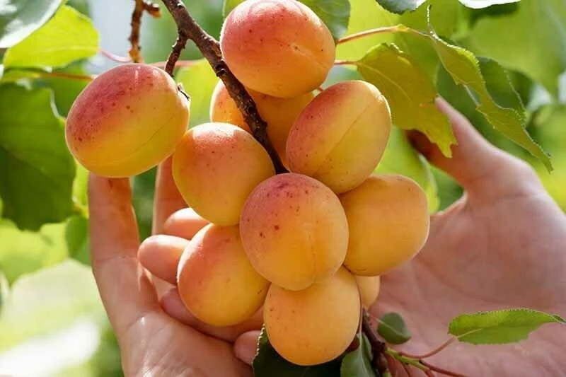 Tibetan Apricot Live Plant – Edible Fruit Tree – Self-Pollinating – Zones 5-8 - Image 1