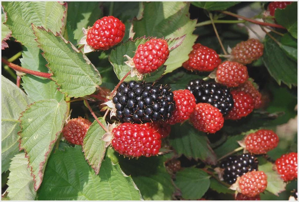 Twilight Thornless Blackberry Live Plant – 10 Starter Plugs – USDA Zones 4-9 - Image 1