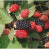 Twilight Thornless Blackberry Plant Live Starter Plug - Rubus Variety - Image 1
