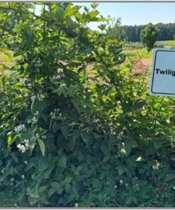 Twilight Thornless Blackberry Plant Live Starter Plug - Rubus Variety - Image 3
