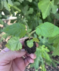 Twilight Thornless Blackberry Plant Live Starter Plug - Rubus Variety - Image 4