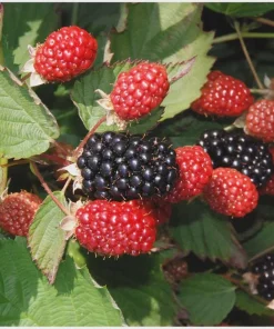 Twilight Thornless Blackberry Plant Live Starter Plug - Rubus Variety - Image 5