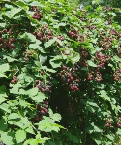 Twilight Thornless Blackberry Plant Live Starter Plug - Rubus Variety - Image 6