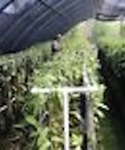 Vanilla Bean Orchid Plant (Vanilla planifolia) Live Vine Tropical Houseplant - Image 3