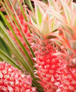 Variegated Pineapple Plant - Live Ananas comosus var. variegatus Starter Plug - Image 3