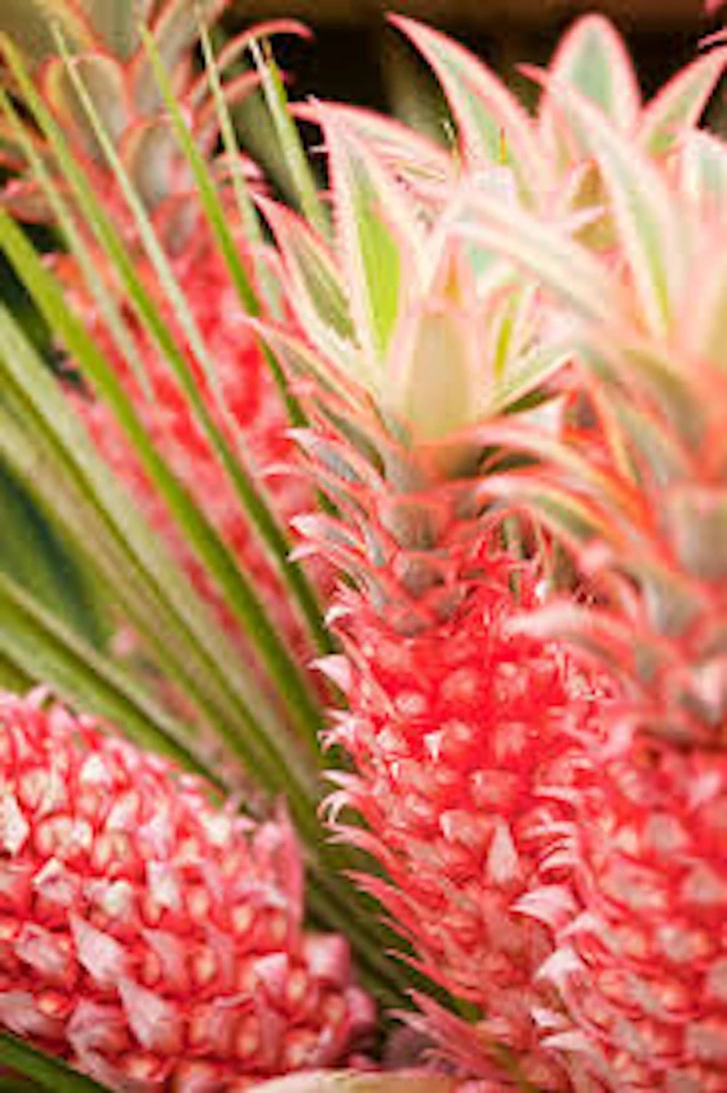 Variegated Pineapple Plant - Live Ananas comosus var. variegatus Starter Plug - Image 3