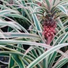 Variegated Pineapple Plant - Live Ananas comosus var. variegatus Starter Plug - Image 1