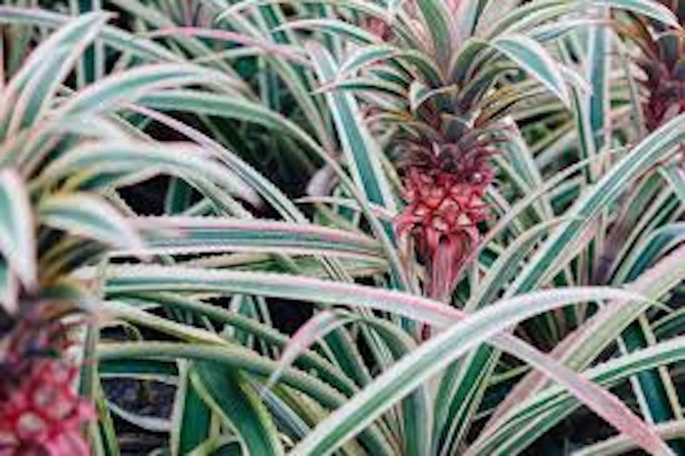 Variegated Pineapple Plant - Live Ananas comosus var. variegatus Starter Plug - Image 1