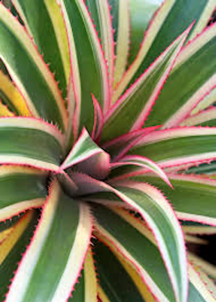 Variegated Pineapple Plant - Live Ananas comosus var. variegatus Starter Plug - Image 4
