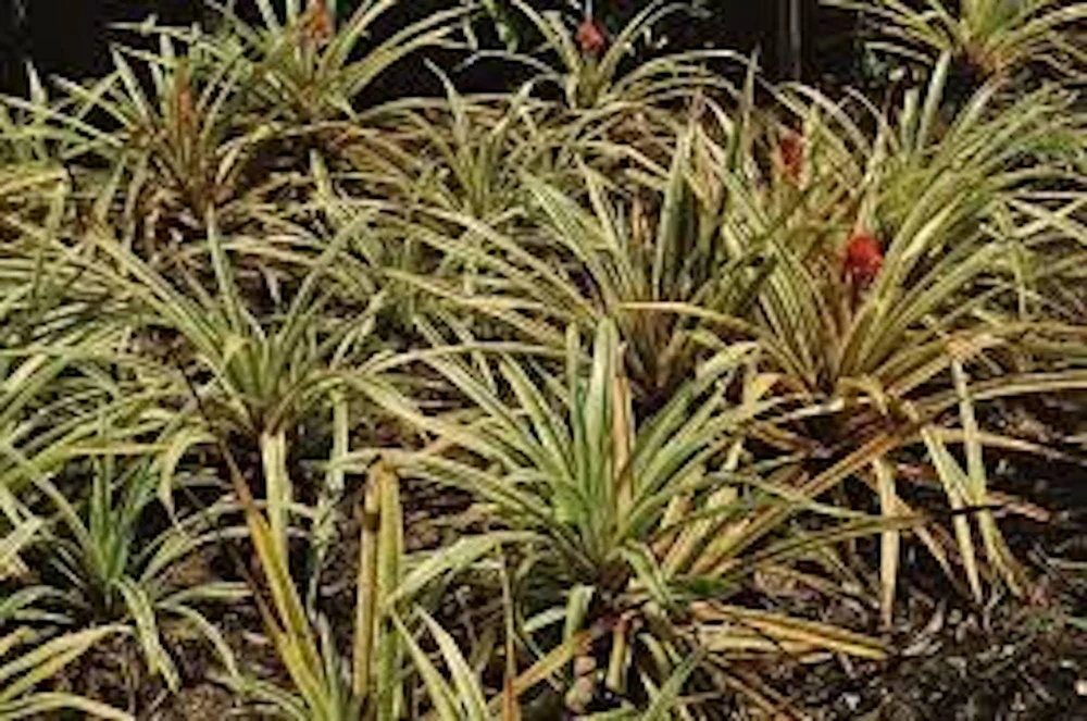 Variegated Pineapple Plant - Live Ananas comosus var. variegatus Starter Plug - Image 5