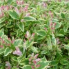 Variegated Weigela florida Shrub Live Plant - Quart Pot Starter - Image 1