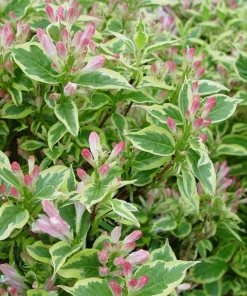 Variegated Weigela florida Shrub Live Plant - Quart Pot Starter - Image 1