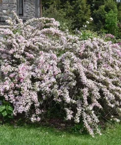 Variegated Weigela florida Shrub Live Plant - Quart Pot Starter - Image 3