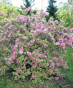 Variegated Weigela florida Shrub Live Plant - Quart Pot Starter - Image 4