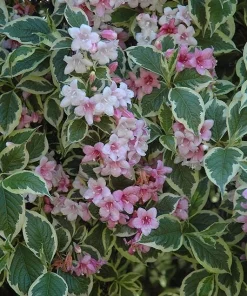 Variegated Weigela florida Shrub Live Plant - Quart Pot Starter - Image 6