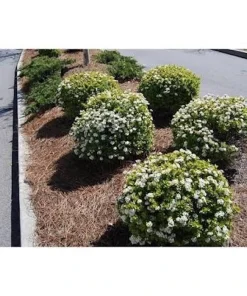 Viburnum Densa Live Plant - Viburnum obovatum 'Densa' Shrub, 4-8 inches tall - Image 4