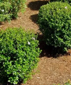 Viburnum Densa Live Plant - Viburnum obovatum 'Densa' Shrub, 4-8 inches tall - Image 5
