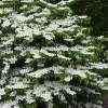 Viburnum Densa Live Plant - Viburnum obovatum 'Densa' Shrub, 4-8 inches tall - Image 1