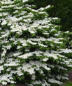 Viburnum Densa Live Plant - Viburnum obovatum 'Densa' Shrub, 4-8 inches tall - Image 1