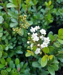 Viburnum Densa Live Plant - Viburnum obovatum 'Densa' Shrub, 4-8 inches tall - Image 6