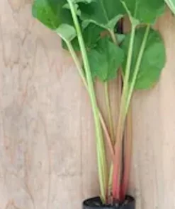 Victoria Rhubarb Bare Root Plant - Rheum rhabarbarum - USDA Zones 3-8 - Image 3