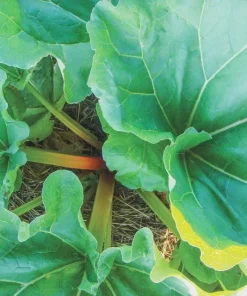 Victoria Rhubarb Bare Root Plant - Rheum rhabarbarum - USDA Zones 3-8 - Image 4