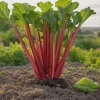 Victoria Rhubarb Bare Root Plant - Rheum rhabarbarum - USDA Zones 3-8 - Image 1