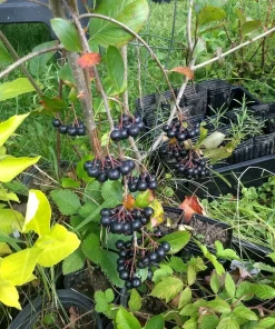 Viking Aronia Berry Live Plant - Rooted Starter - Zones 3-8 - Self-Pollinating Shrub - Image 2