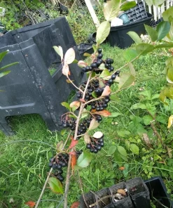 Viking Aronia Berry Live Plant - Rooted Starter - Zones 3-8 - Self-Pollinating Shrub - Image 3