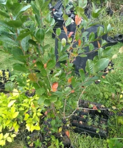 Viking Aronia Berry Live Plant - Rooted Starter - Zones 3-8 - Self-Pollinating Shrub - Image 4