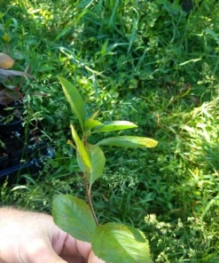 Viking Aronia Berry Live Plant - Rooted Starter - Zones 3-8 - Self-Pollinating Shrub - Image 5