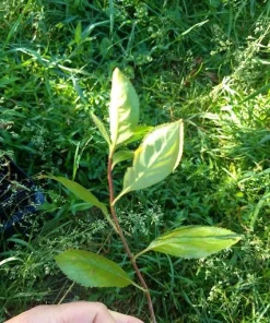 Viking Aronia Berry Live Plant - Rooted Starter - Zones 3-8 - Self-Pollinating Shrub - Image 6