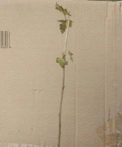Viking Aronia Berry Live Plant - Rooted Starter - Zones 3-8 - Self-Pollinating Shrub - Image 7