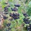 Viking Aronia Berry Live Plant - Rooted Starter - Zones 3-8 - Self-Pollinating Shrub - Image 1