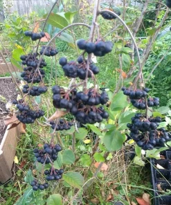 Viking Aronia Berry Live Plant - Rooted Starter - Zones 3-8 - Self-Pollinating Shrub - Image 1