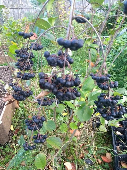 Viking Aronia Berry Live Plant - Rooted Starter - Zones 3-8 - Self-Pollinating Shrub - Image 1