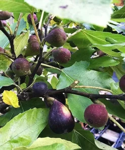 Violette de Bordeaux Fig Tree Starter Plug - Dwarf, Self-Pollinating, Live Plant - Image 2